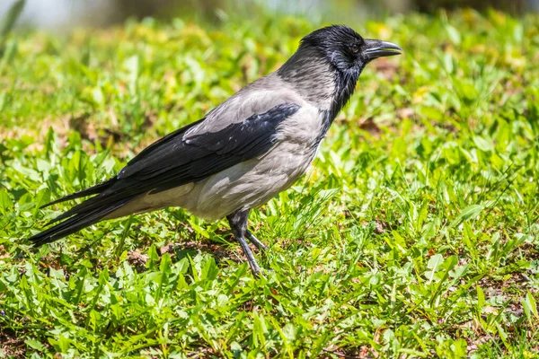 Siyah karga yeşil çimlerde yürüyor. Kuzgun çimlerin üzerinde. Çayırdaki vahşi kuş. Şehir hayvanlarının yırtıcı hayvanı. Vahşi hayvanın arka planı.