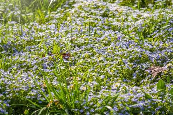 Πεδίο Των Όμορφων Μπλε Λουλούδια Της Βερόνικα Chamaedrys Germander Speedwell — Φωτογραφία Αρχείου