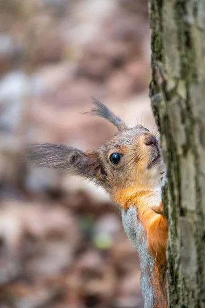 Retrato Una Ardilla Tronco Árbol Una Curiosa Ardilla Roja Asoma — Foto de Stock