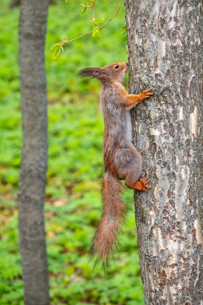 Wiosną Wiewiórka Siedzi Pniu Drzewa Eurazjatycka Czerwona Wiewiórka Sciurus Vulgaris — Zdjęcie stockowe