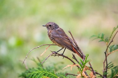 Yaygın olarak görülen Phoenicurus Phoenicurus Phoenicurus, yani genç kuş, bir dalda bulanık bir arkaplanda otururken fotoğraflanır. Yumuşak akşam ışığı