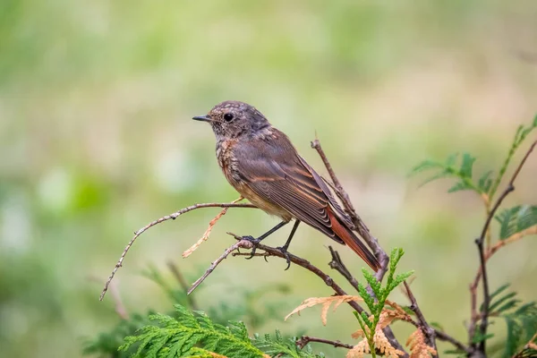 Yaygın olarak görülen Phoenicurus Phoenicurus Phoenicurus, yani genç kuş, bir dalda bulanık bir arkaplanda otururken fotoğraflanır. Yumuşak akşam ışığı