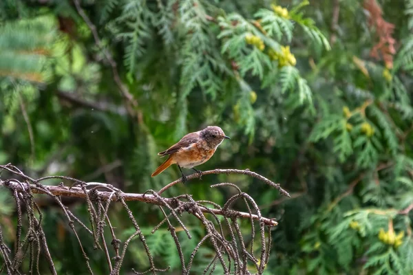 Wspólny Rudzielec Fenicurus Fenicurus Młody Ptak Jest Fotografowany Bliska Siedząc — Zdjęcie stockowe