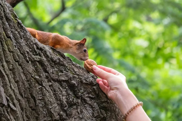 Eine Frau Füttert Ein Eichhörnchen Sommerpark Eichhörnchen Frisst Nüsse Aus — Stockfoto