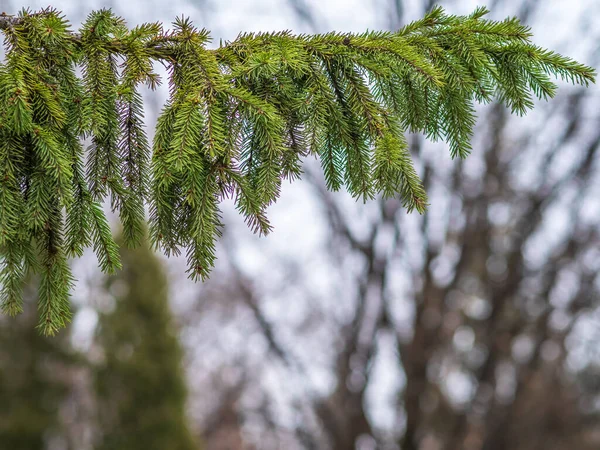 Background Green Spruce Branches Sunset Light Fresh Fir Branch — Stock Photo, Image