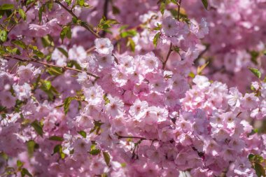Çiçek açan pembe sakura çiçekleri. Güzel çiçekli bahar arkaplan resmi.