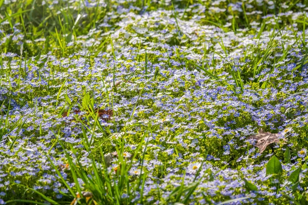 Pole Piękne Niebieskie Kwiaty Veronica Chamaedrys Lub Niemiecki Speedwell Ptasi — Zdjęcie stockowe