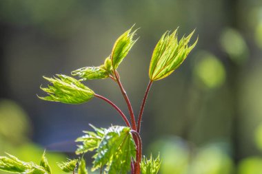 Taze yeşil yapraklı akçaağaç dalları. Kopyalama alanı ile bahar arkaplanı