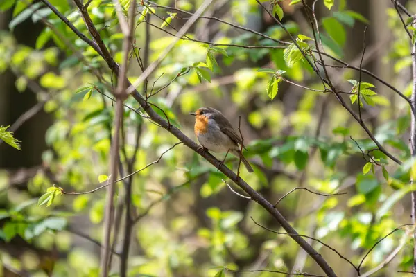 European Robin Erithacus Rubecula Song Bird Sits Tree Spring Forest — Stock Photo, Image