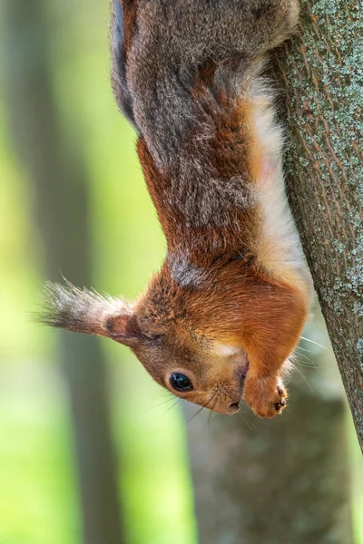 Squirrel Eats Nut While Sitting Upside Tree Trunk Squirrel Hangs — Stock Photo, Image