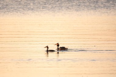 İki Büyük İbikli Yunus gölde yüzüyor. Büyük ibikli grebe, Podiceps kristali, su kuşları familyasının bir üyesidir..