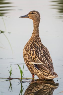 Bir ördek göletin kıyısında patilerinin üzerinde duruyor. Mallard, lat. Anas platyrhynchos, kadın