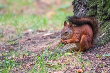 Yazın sincap ve büyük bir ağacın altında yeşil çimenler üzerinde fındık. Avrasya kızıl sincabı, Sciurus vulgaris.