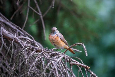 Yaygın kızıl başlı dişi, Phoenicurus Phoenicurus, yakın planda bulanık bir arkaplanda bir dalda otururken fotoğraflanır. Yumuşak akşam ışığı