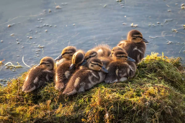 Aranyos Kiskacsák Állnak Partján Mezőgazdaság Gazdálkodás Boldog Kacsát Aranyos Humoros — Stock Fotó