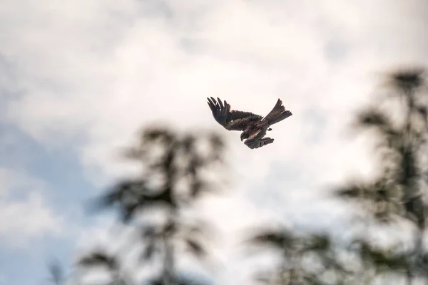 Pták Kořisti Černý Drak Útočí Kořist Vysokou Rychlostí Řítí Nebe — Stock fotografie