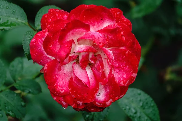 Piros Fehér Kétszínű Rózsa Virágok Esőcseppekkel Közelkép Zöld Homályos Háttér — Stock Fotó