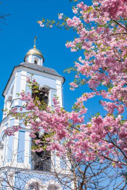 Çiçek açan pembe sakura çiçekleri mavi gökyüzünde ve kilise arka planında. Güzel çiçekli bahar arkaplan resmi.