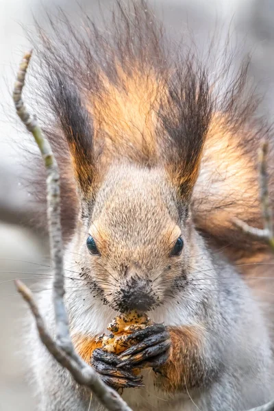 有坚果的松鼠在冬天或秋天都会坐在树上 欧亚红松鼠 粗俗的科学家 冬季松鼠的肖像 — 图库照片