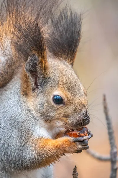 有坚果的松鼠在冬天或秋天都会坐在树上 欧亚红松鼠 粗俗的科学家 冬季松鼠的肖像 — 图库照片