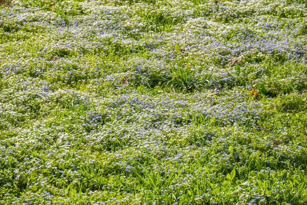 Campo Belas Flores Azuis Veronica Chamaedrys Germander Speedwell Speedwell Olho — Fotografia de Stock