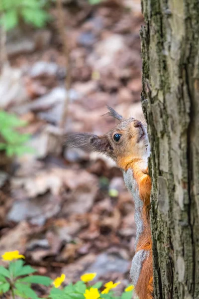 Porträt Eines Eichhörnchens Auf Einem Baumstamm Ein Neugieriges Rotes Eichhörnchen — Stockfoto