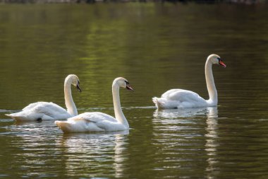 Gölde yüzen zarif beyaz kuğular, vahşi doğada yüzen kuğular. Dilsiz kuğu, Latince adı Cygnus olor.