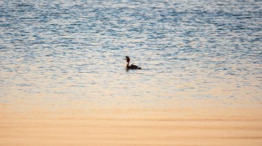 Great Crested Grebe sakin gölde yüzüyor. Büyük ibikli grebe, Podiceps kristali, su kuşları familyasının bir üyesidir..