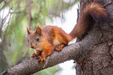 Genç Sincap yazın ağaçta oturur. Güzel ve kızıl saçlı genç sincap yazın bir ağaç dalında oturur. Avrasya kızıl sincabı, Sciurus vulgaris.