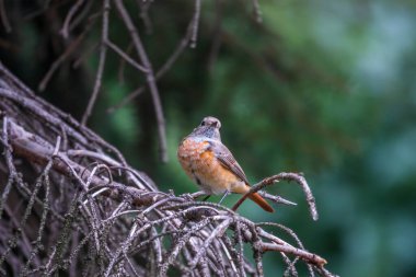 Yaygın kızıl başlı dişi, Phoenicurus Phoenicurus, yakın planda bulanık bir arkaplanda bir dalda otururken fotoğraflanır. Yumuşak akşam ışığı