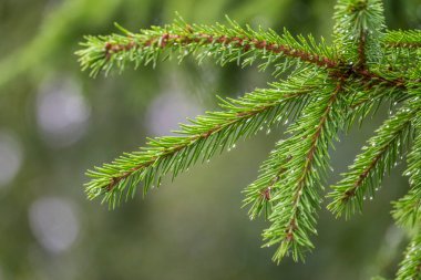 Yağmurdan sonra su damlayan yeşil ladin dallarının arka planı. Taze köknar dalı