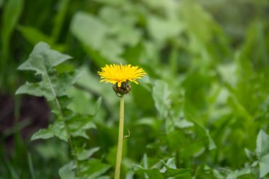 Sarı karahindiba tarlası. Yaz karahindiba tarlası. Taraxacum officinale, sıradan karahindiba.