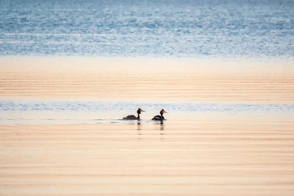 Δύο Great Crested Grebes Κολυμπούν Στη Λίμνη Μεγάλος Κορυδαλλός Podiceps — Φωτογραφία Αρχείου