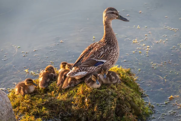 Pato Adulto Com Muitos Patinhos Senta Costa Verde Lagoa Patinhos — Fotografia de Stock