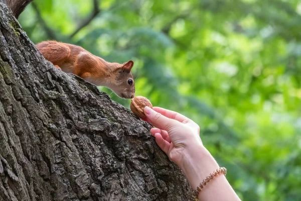 Eine Frau Füttert Ein Eichhörnchen Sommerpark Eichhörnchen Frisst Nüsse Aus — Stockfoto