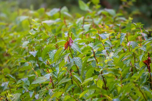 Trimmed bushes with water drops after rain. Natural background