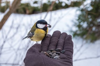 The tit eats seeds from a hand. A tit bird sitting on the hand and eating nuts.