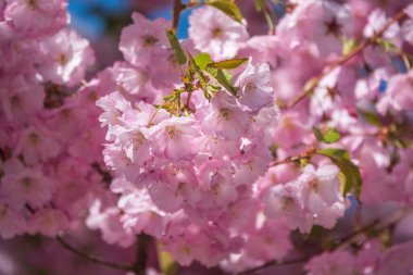 Çiçek açan pembe sakura çiçekleri. Güzel çiçekli bahar arkaplan resmi.