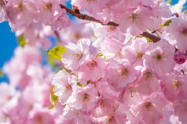 Çiçek açan pembe sakura çiçekleri. Güzel çiçekli bahar arkaplan resmi.