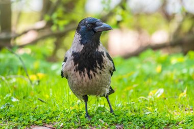 Siyah karga yeşil çimlerde yürüyor. Kuzgun çimlerin üzerinde. Çayırdaki vahşi kuş. Şehir hayvanlarının yırtıcı hayvanı. Vahşi hayvanın arka planı.