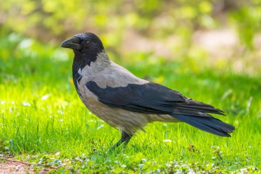 Siyah karga yeşil çimlerde yürüyor. Kuzgun çimlerin üzerinde. Çayırdaki vahşi kuş. Şehir hayvanlarının yırtıcı hayvanı. Vahşi hayvanın arka planı.