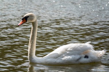 Koyu yeşil suyla gölde yüzen zarif beyaz bir kuğu. Beyaz kuğu suya yansıtılır. Dilsiz kuğu, Cygnus rengi.