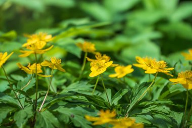 Bahar sarısı çiçekler - anemon ranunculoides, sarı anemon, sarı ahşap anemon ya da düğün çiçeği şakayığı. Baharın sarı ahşap çiçekleri.