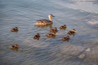 Bir ördek ailesi, bir ördek ve küçük ördekleri suda yüzüyorlar. Ördek yeni doğan ördek yavrularıyla ilgilenir. Ördek yavruları hep birlikte. Mallard, lat. Anas platyrhynchos