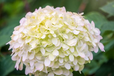 Yazın yemyeşil beyaz ve sarı ortanca çiçekleri. Bulanık arkaplanı olan beyaz ve sarı çiçekler. Ortanca ağaçevi, genellikle pürüzsüz ortanca, yabani ortanca, yedi ağaç kabuğu veya koyun çiçeği olarak bilinir.