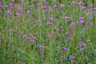 Verbena bonariensis çiçekleri, Arjantin minesi veya mor mine çiçeği, Clustertop mine, uzun verbena, Pretty Verbena, yeşil mavi arka planda bahçede