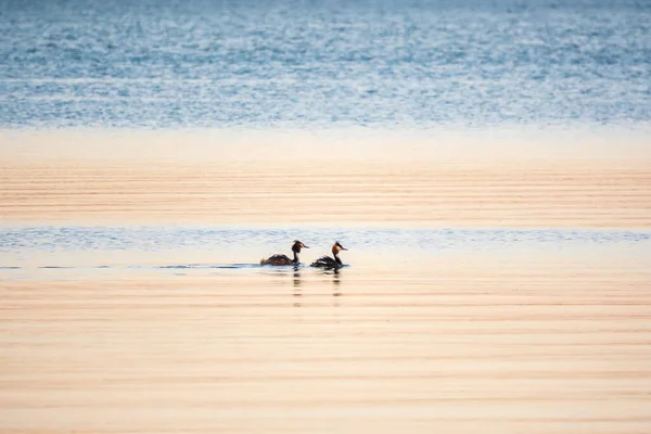 그루의 논병아리 호수에서 수영을 검은머리물떼새는 그레이브 속합니다 — 스톡 사진