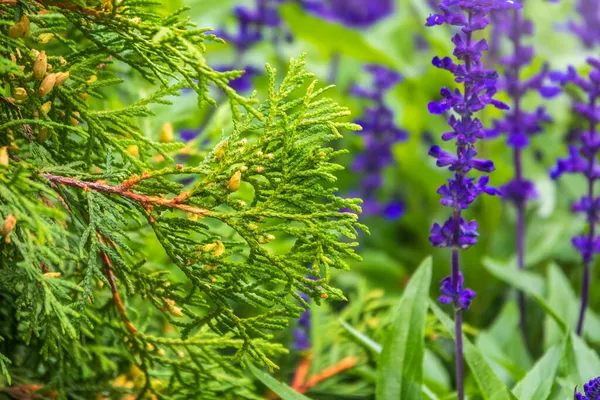 Thuja Occidentalis Θάμνος Είναι Αειθαλές Κωνοφόρο Δέντρο Κοντινό Πλάνο Του — Φωτογραφία Αρχείου