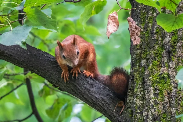 Young Squirrel sits on tree in summer. Beautiful and red-haired young squirrel sits on a tree branch in summer. Eurasian red squirrel, Sciurus vulgaris.