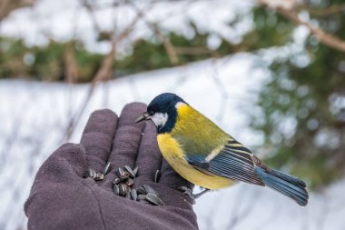 The tit eats seeds from a hand. A tit bird sitting on the hand and eating nuts.